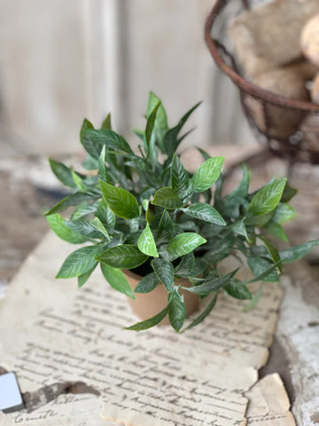 Mini Potted Plant